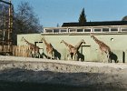20030322409 blijdorp giraffes 1